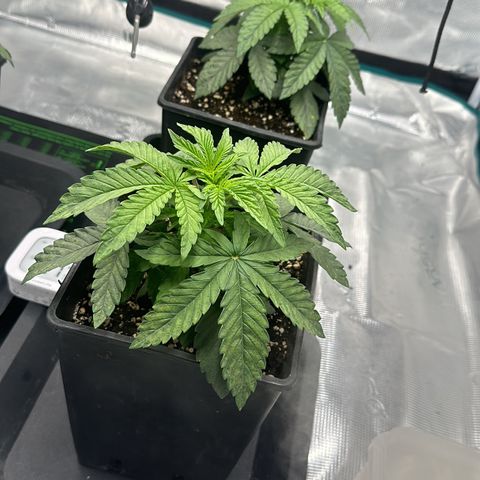 Zunami growlog timeline photo
