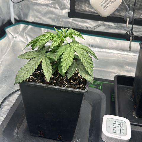 Zunami growlog timeline photo