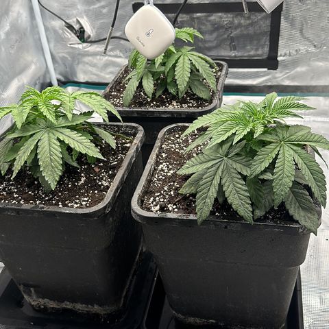 Zunami growlog timeline photo