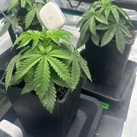 Zunami growlog timeline photo