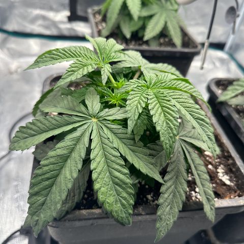 Zunami growlog timeline photo