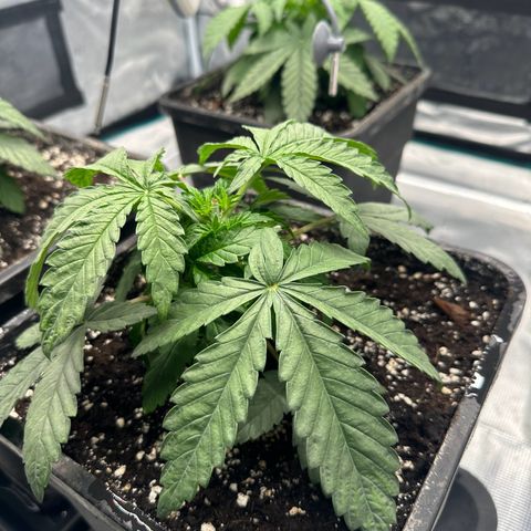 Zunami growlog timeline photo