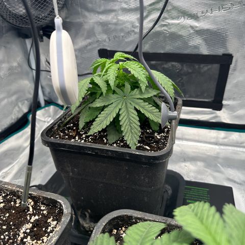 Zunami growlog timeline photo