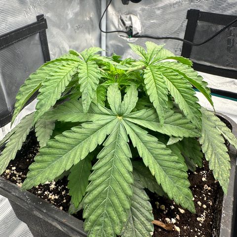 Zunami growlog timeline photo
