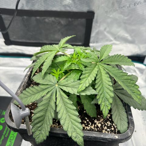 Zunami growlog timeline photo