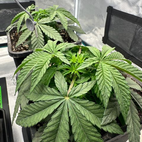 Zunami growlog timeline photo
