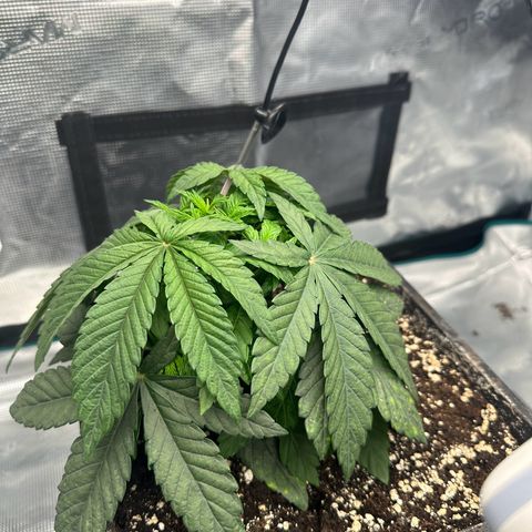 Zunami growlog timeline photo