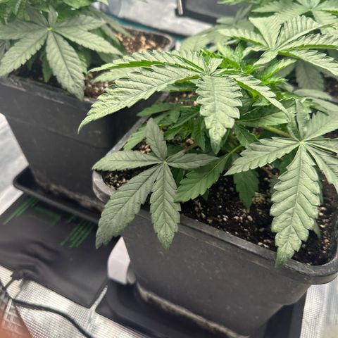 Zunami growlog timeline photo