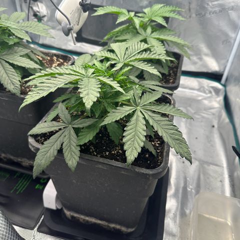 Zunami growlog timeline photo