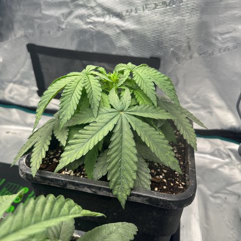 Zunami growlog timeline photo