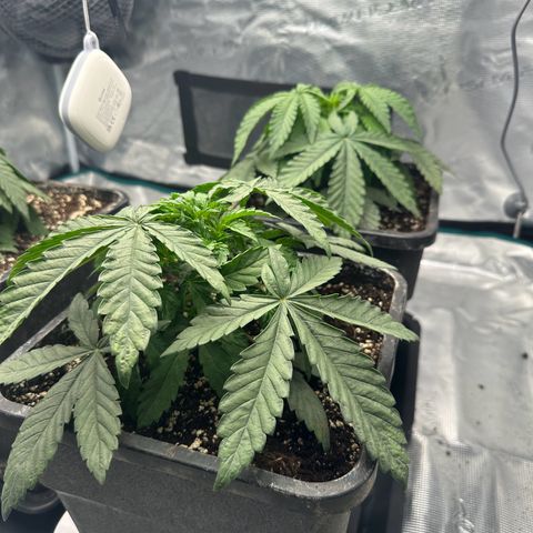 Zunami growlog timeline photo