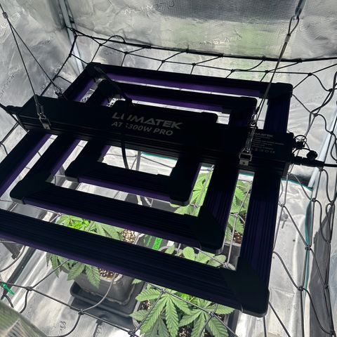 Zunami growlog timeline photo