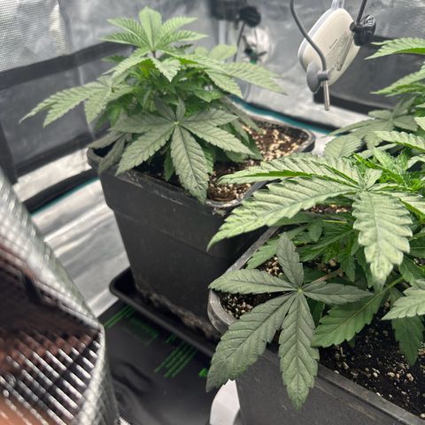 Zunami growlog timeline photo