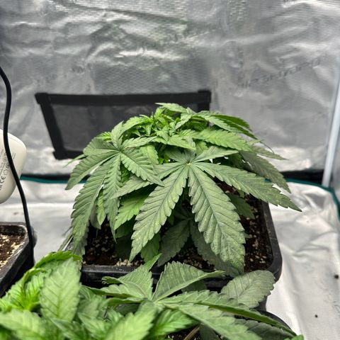 Zunami growlog timeline photo