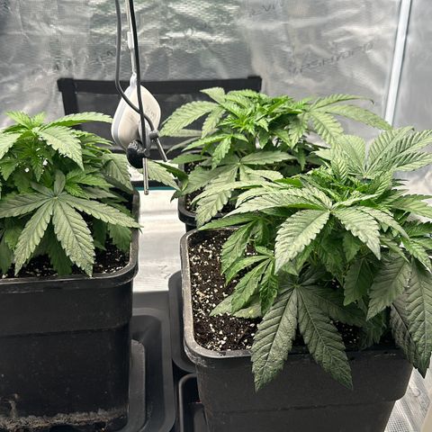 Zunami growlog timeline photo