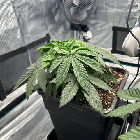 Zunami growlog timeline photo