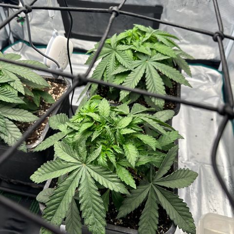 Zunami growlog timeline photo