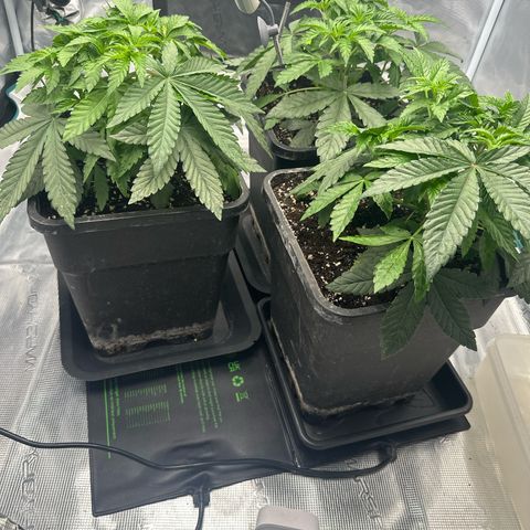 Zunami growlog photo: Licht abstand um 3 cm erhöhrt