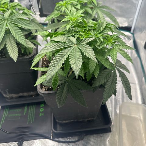 Zunami growlog photo: Licht abstand um 3 cm erhöhrt