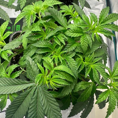 Zunami growlog photo: Erde leicht feucht, bewässer dennoch morgen.