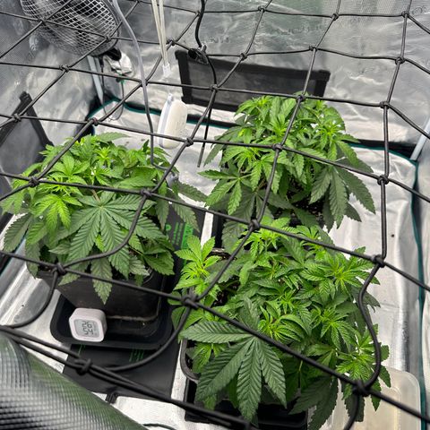 Zunami growlog photo: Erde leicht feucht, bewässer dennoch morgen.