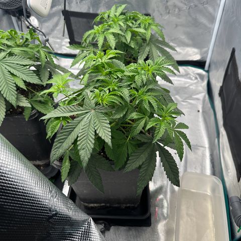 Zunami growlog photo: Erde leicht feucht, bewässer dennoch morgen.