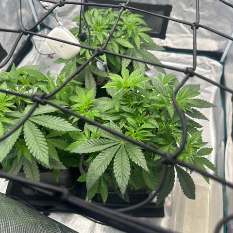 Zunami growlog photo: Nochmal 5 Stunden nach Lichtbeginn