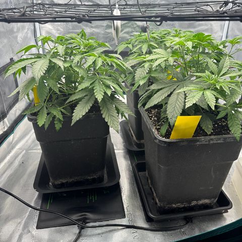 Zunami growlog timeline photo