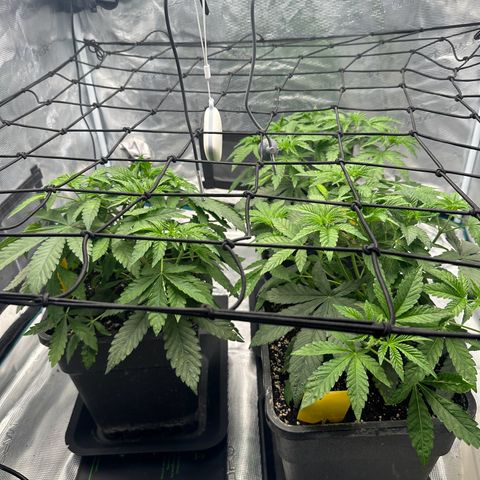 Zunami growlog timeline photo