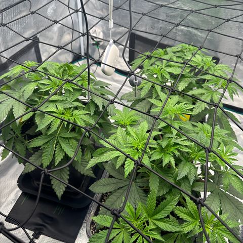 Zunami growlog timeline photo