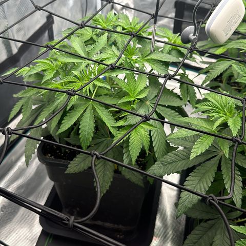 Zunami growlog photo: Starker Wuchs eher in die breite
