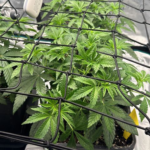 Zunami growlog photo: Starker Wuchs eher in die breite