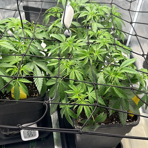 Zunami growlog timeline photo