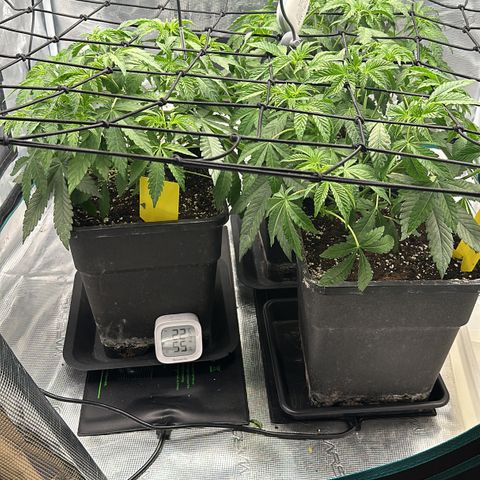Zunami growlog timeline photo