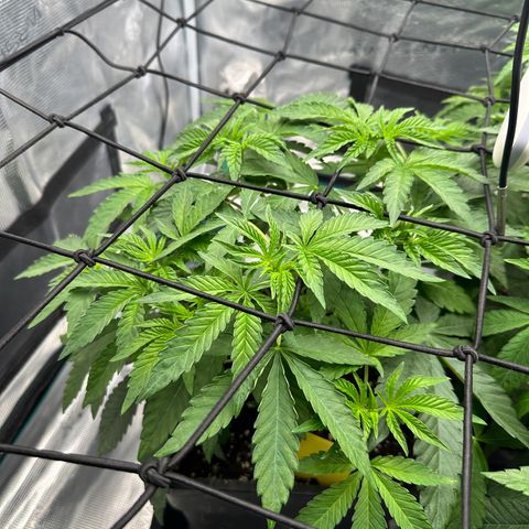 Zunami growlog photo: 4 stunden später