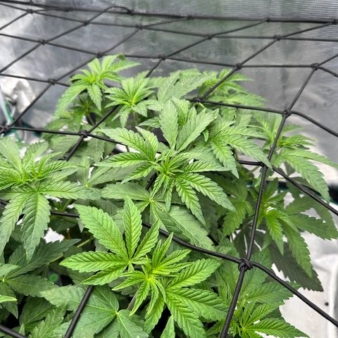 Zunami growlog photo: 4 stunden später