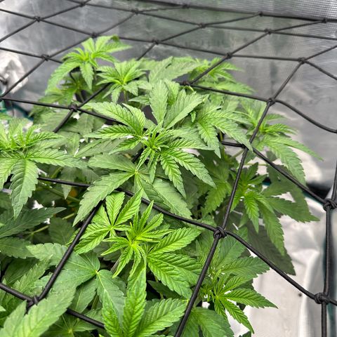 Zunami growlog photo: 4 stunden später