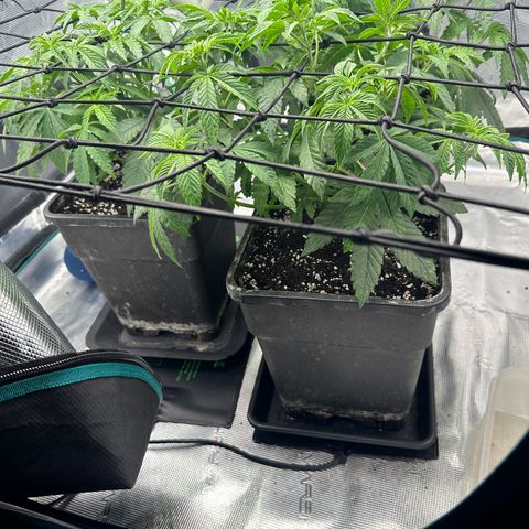 Zunami growlog timeline photo