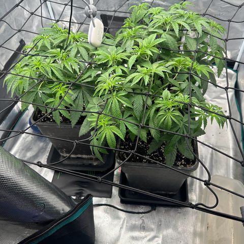 Zunami growlog timeline photo