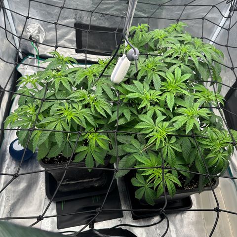 Zunami growlog timeline photo