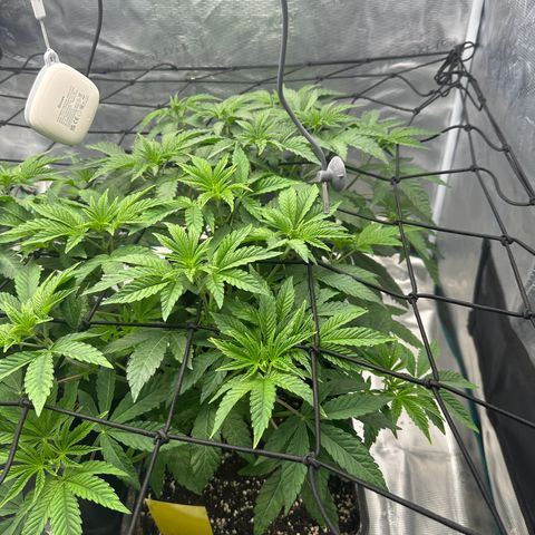 Zunami growlog photo: Stark gestiegen 