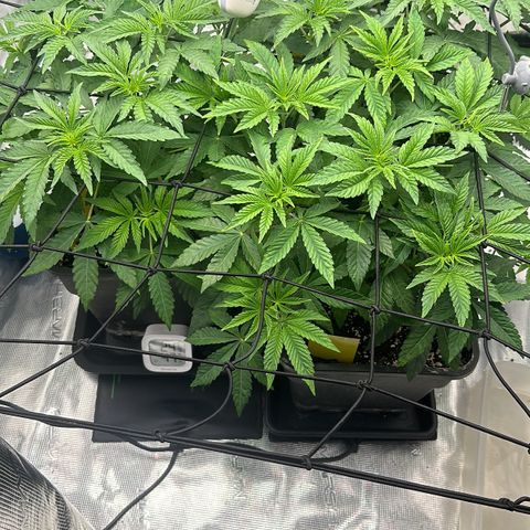 Zunami growlog photo: Stark gestiegen 
