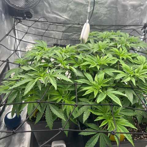 Zunami growlog photo: Stark gestiegen 
