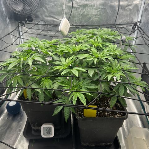 Zunami growlog photo: Stark gestiegen 