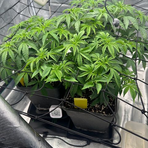 Zunami growlog timeline photo