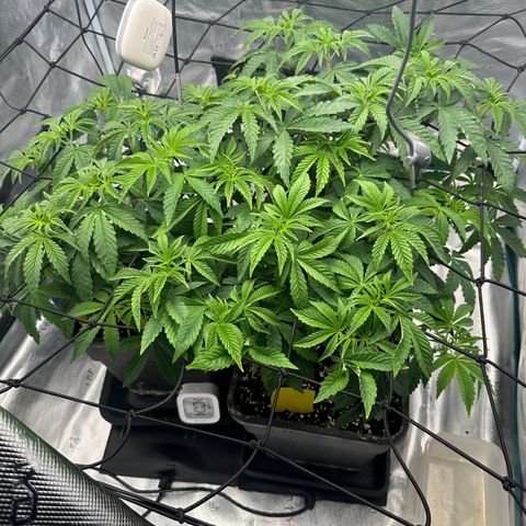 Zunami growlog timeline photo