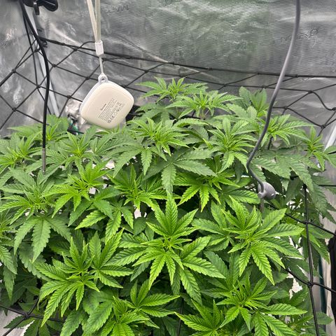 Zunami growlog photo: Um 22:00