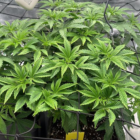 Zunami growlog photo: Um 22:00