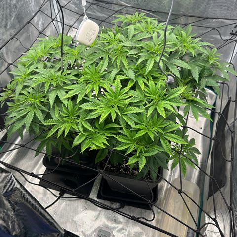 Zunami growlog photo: Foto gemacht nach 4 Stunden Licht