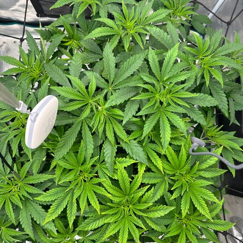 Zunami growlog photo: Foto gemacht nach 4 Stunden Licht
